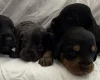 Doxipoo