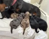 Doxipoo