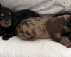 Doxipoo