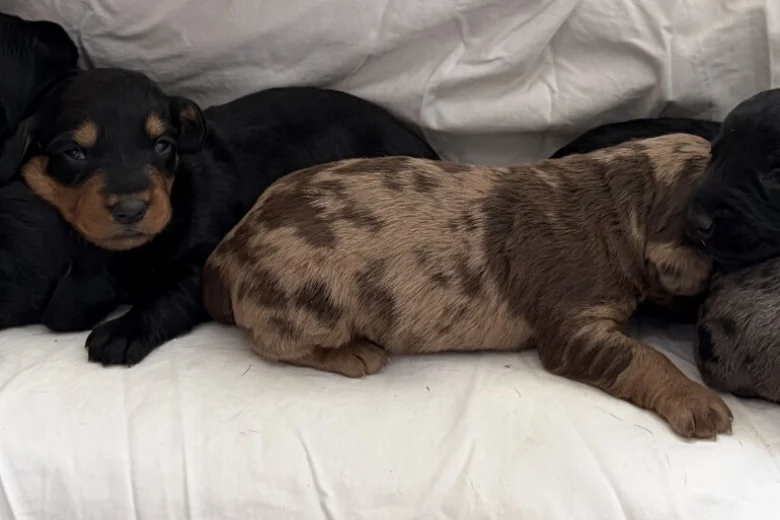 Doxipoo