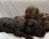 Doxipoo