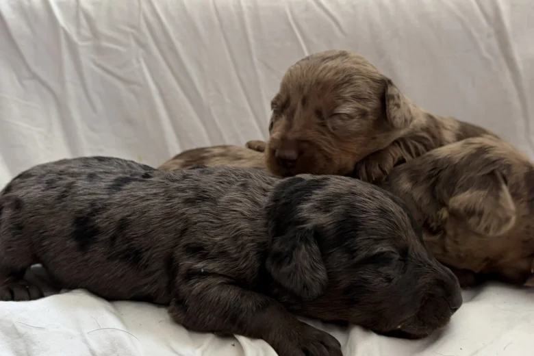 Doxipoo