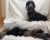 Doxipoo
