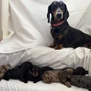 Doxipoo