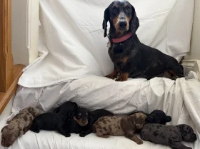 Doxipoo