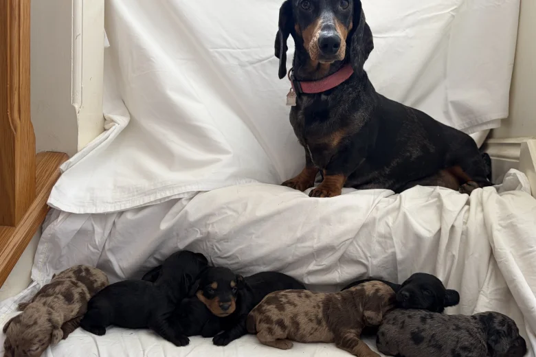 Doxipoo