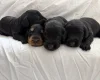Doxipoo