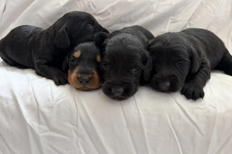 Doxipoo