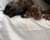 Doxipoo