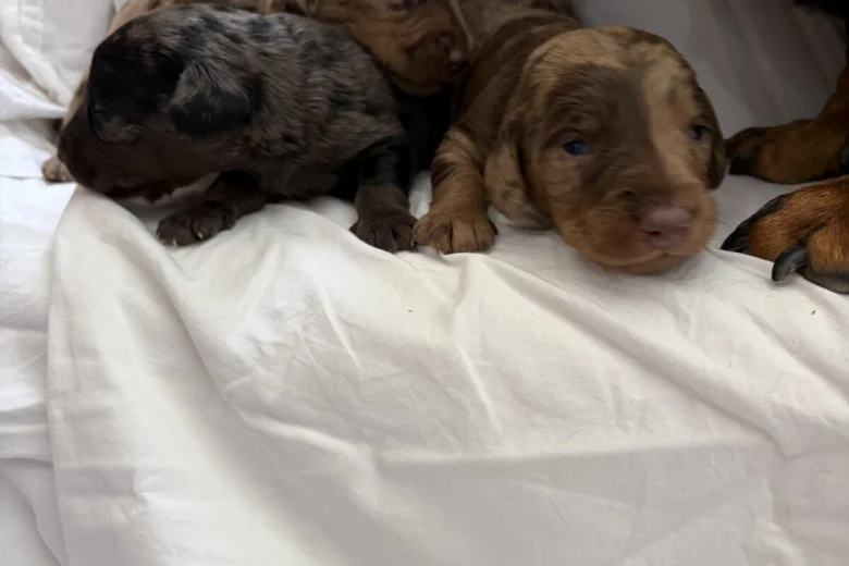 Doxipoo