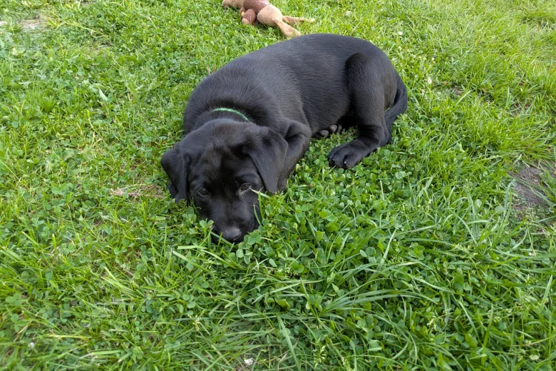 Labrador Retriever