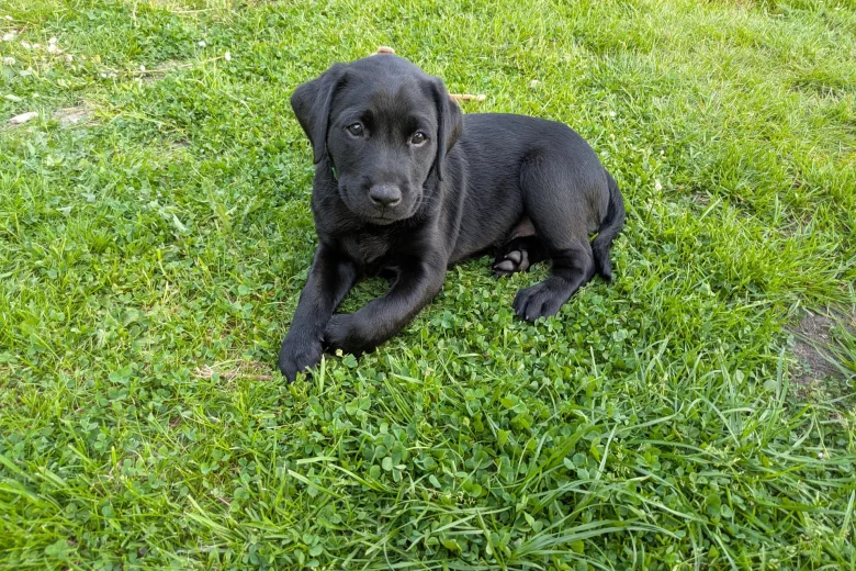 Labrador Retriever
