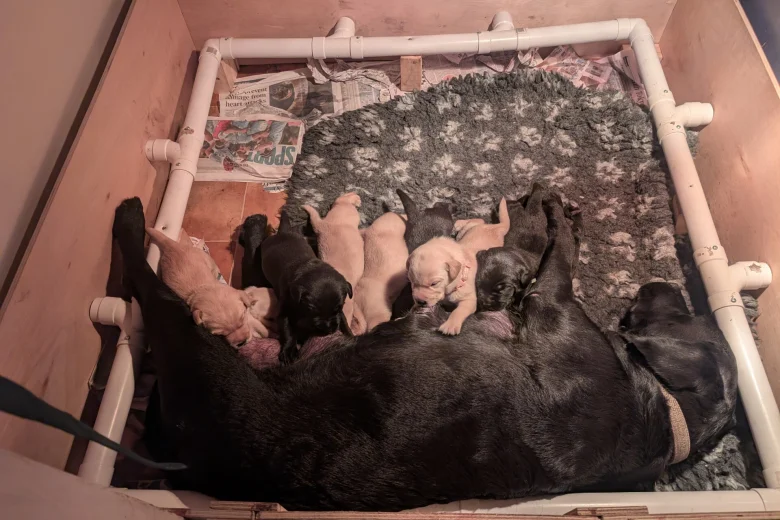 Labrador Retriever