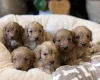 Cavapoo