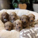 Cavapoo