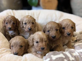 Cavapoo