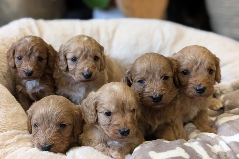 Cavapoo