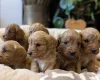 Cavapoo