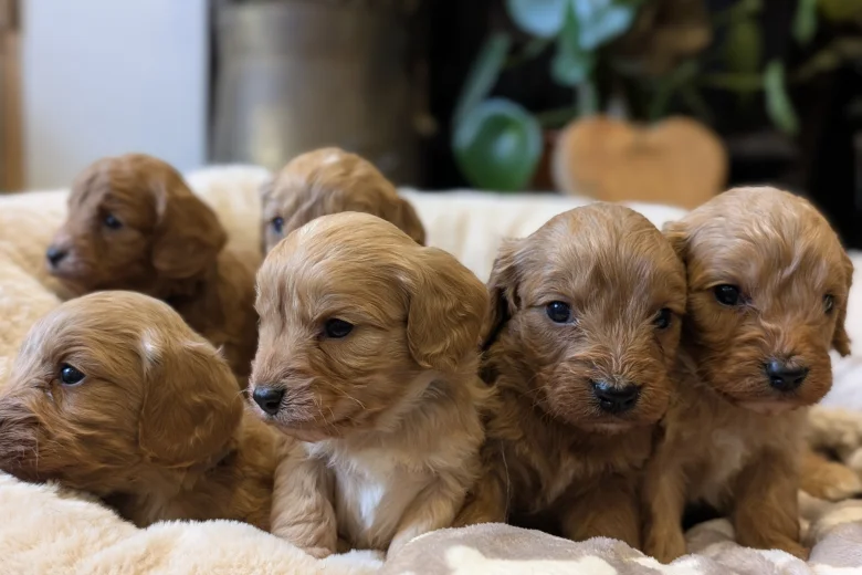 Cavapoo