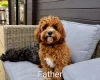 Cavapoo