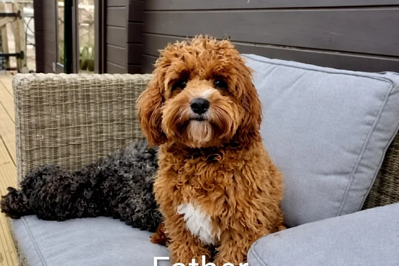 Cavapoo