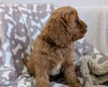 Cavapoo