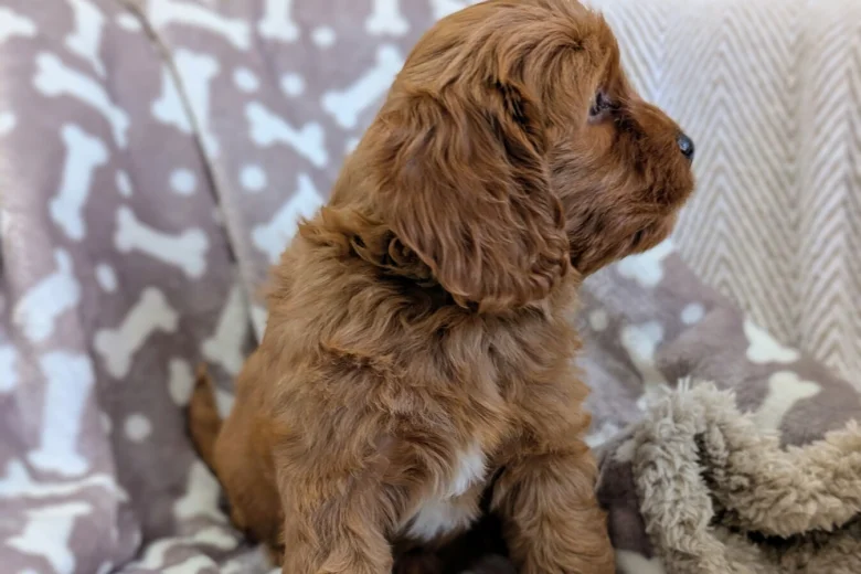 Cavapoo