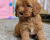 Cavapoo