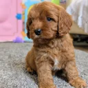 Cavapoo