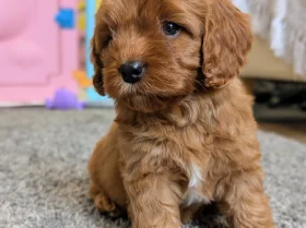 Cavapoo