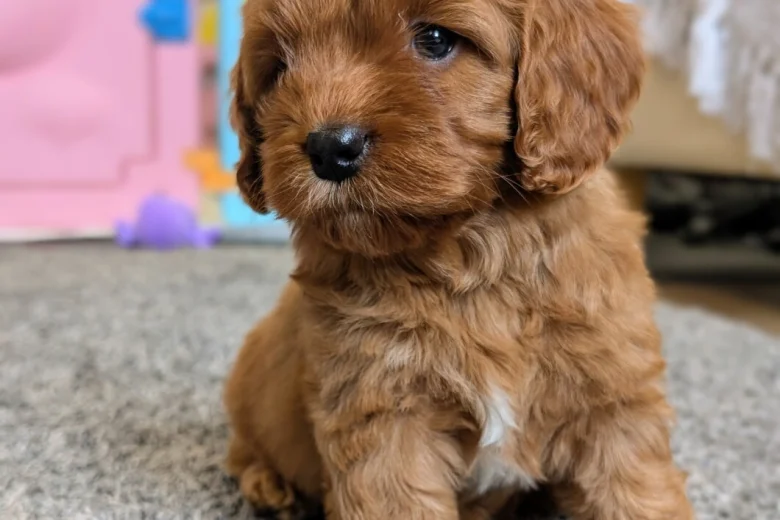 Cavapoo