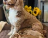 Cavapoo