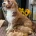 Cavapoo