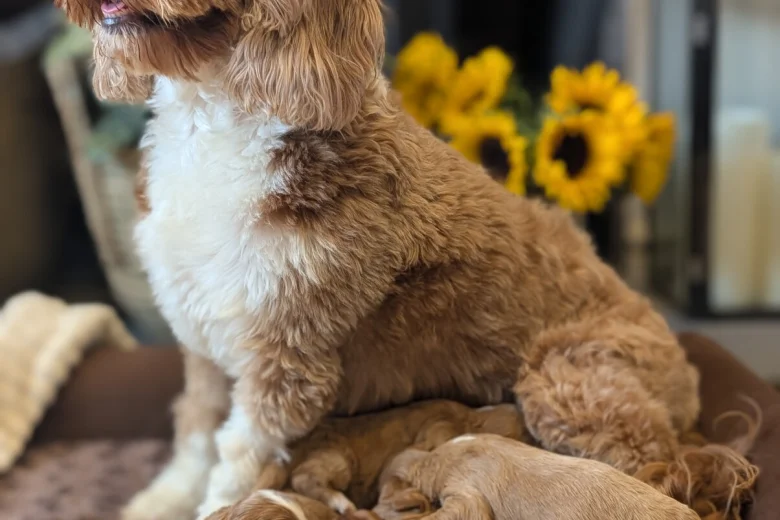 Cavapoo