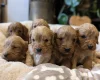 Cavapoo