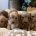 Cavapoo