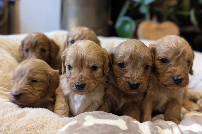 Cavapoo