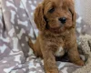 Cavapoo
