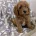 Cavapoo