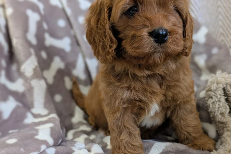 Cavapoo