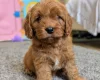 Cavapoo