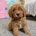 Cavapoo