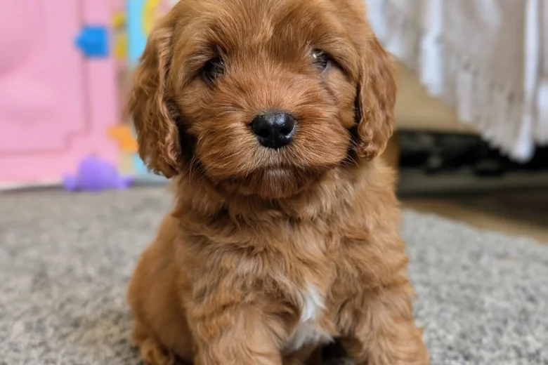 Cavapoo