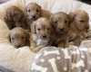 Cavapoo