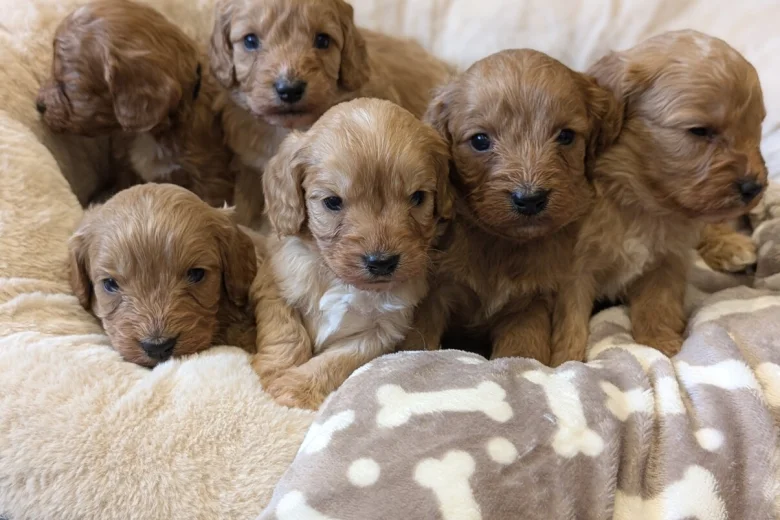 Cavapoo