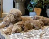 Cavapoo