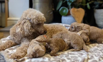 Cavapoo
