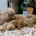 Cavapoo