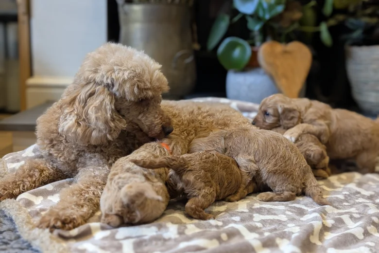 Cavapoo