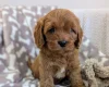 Cavapoo